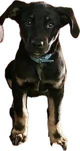 Elvis
